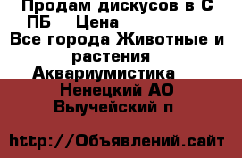 Продам дискусов в С-ПБ. › Цена ­ 3500-4500 - Все города Животные и растения » Аквариумистика   . Ненецкий АО,Выучейский п.